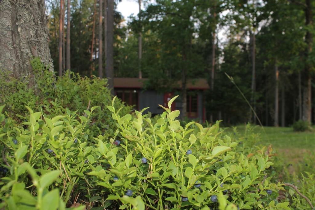 Kempings Ozolkalns Cesis Bagian luar foto